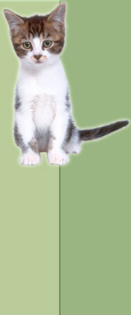 dog 1