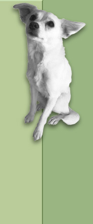 dog 1