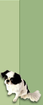 dog 1