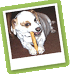 Dog 4