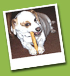 dog eating treat
